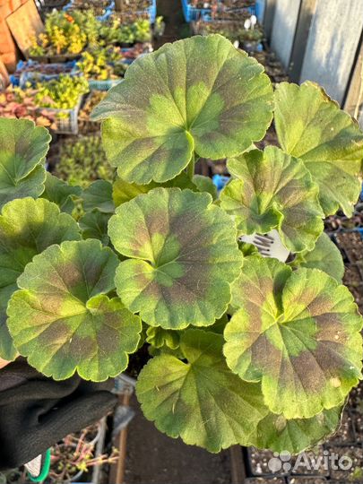 Герань пеларгония