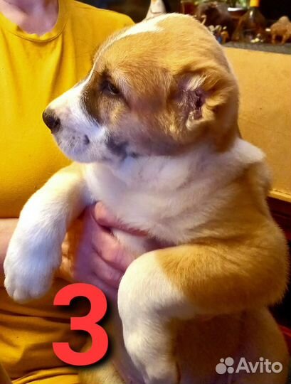 Щенки среднеазиатской овчарки