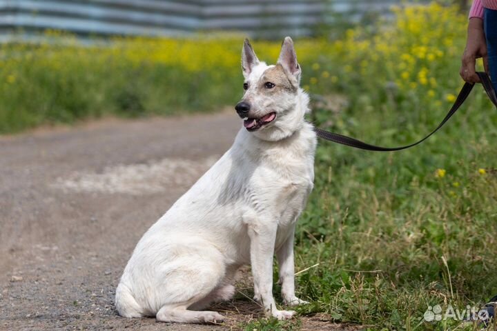 Собака в добрые руки бесплатно