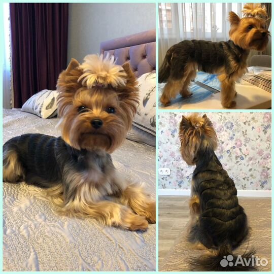 Стрижка собак/Услуги грумера