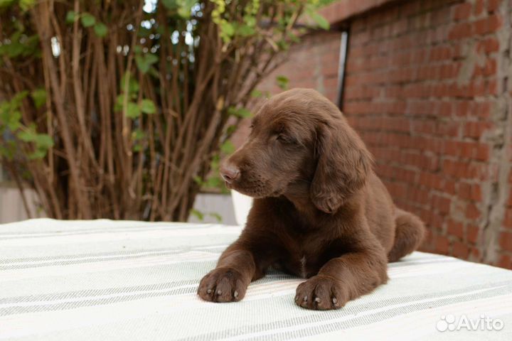 Прямошерстный ретривер