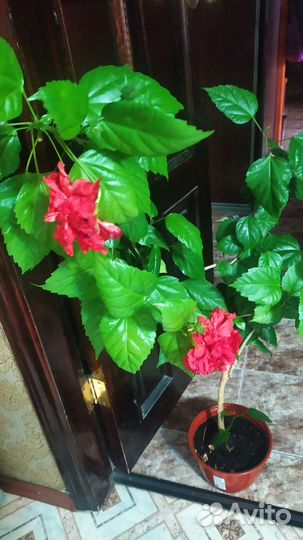 Гибискус китайская роза красная