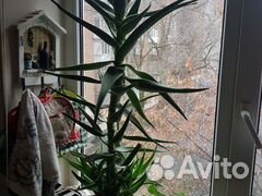 Алоэ цветущий