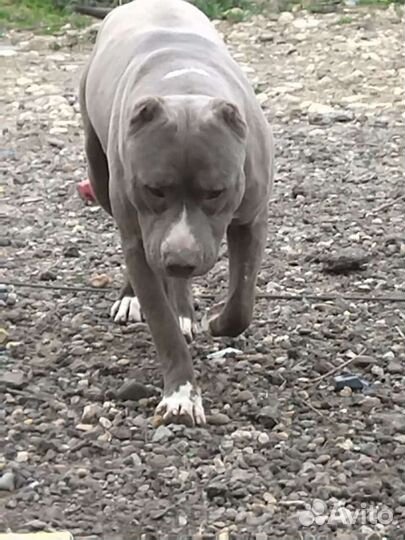 Питбуль Вязка