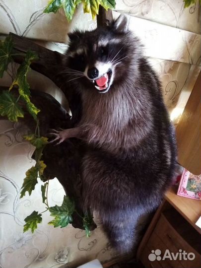 Чучело Енот полоскун