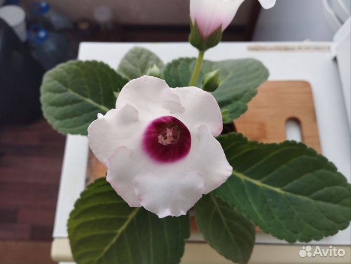 Глоксиния цветущая