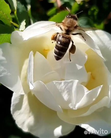 Кустарники