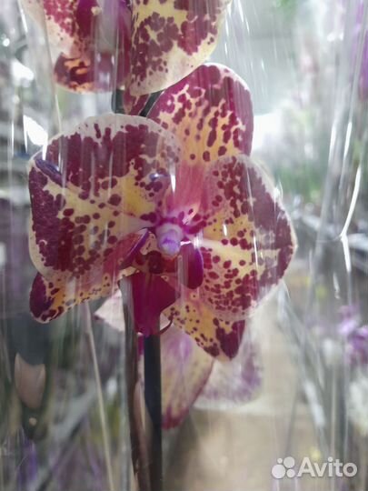 Орхидеи фаленопсис 1 цветонос в ассортименте