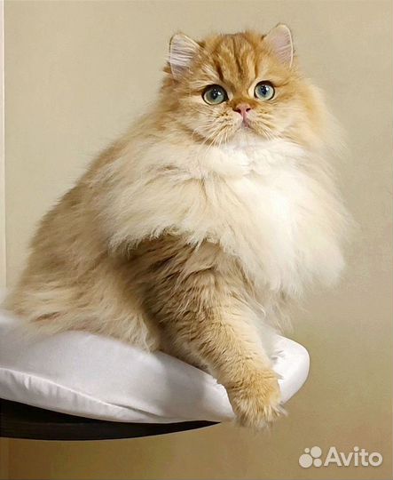 Золотая шиншилла