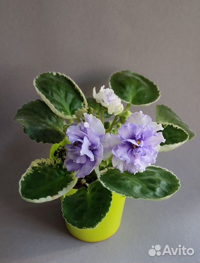 Сортовая фиалка Кристина (Е.Лебецкая). Ук. листы