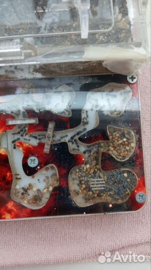 Муравьиная ферма