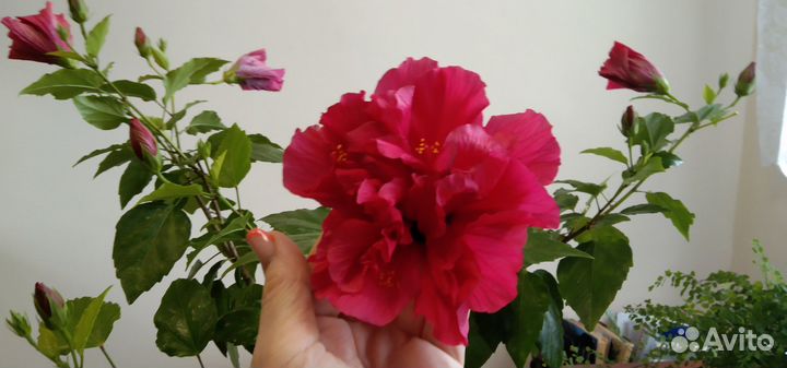 Комнатные цветы