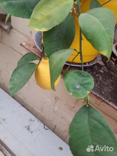 Лимон Мейера