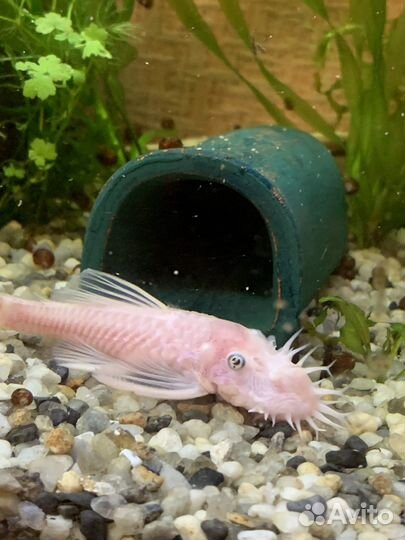 Анцитрус L144 вуаль L144 Snow White