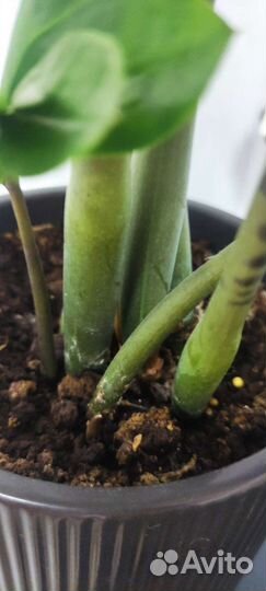 Замиокулькас