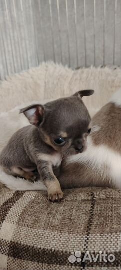 Щенок чихуахуа мини девочка