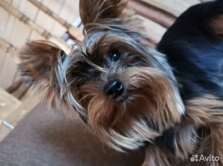 Йоркширский терьер вязка мальчик