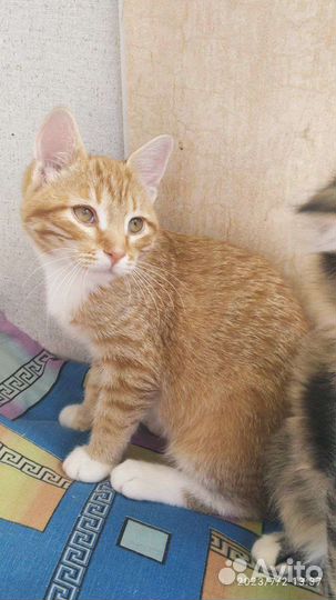 Рыжий котенок в добрые руки