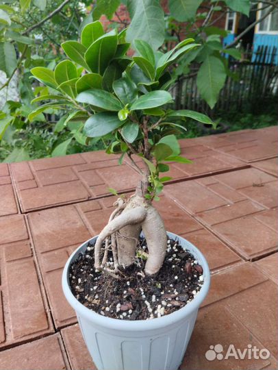 Фикус гинсенг микрокарпа