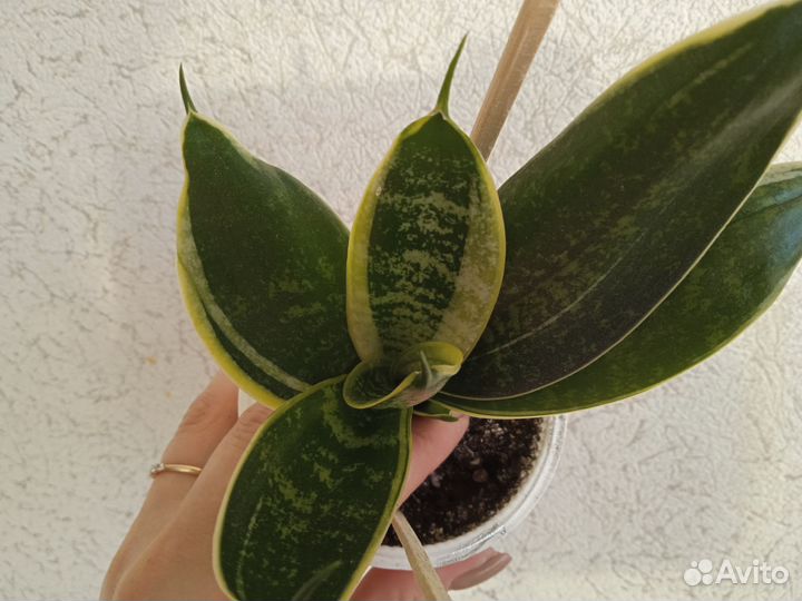 Сансевиерии сортовые (щучий хвост)