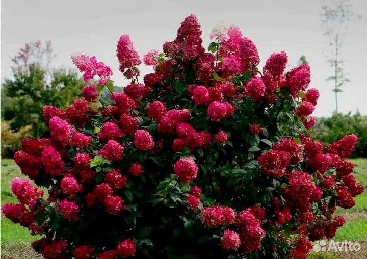 Самарская Лидия гортензия