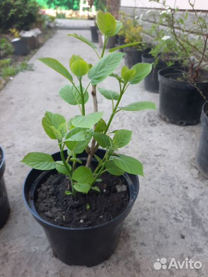 Гортензия анабель