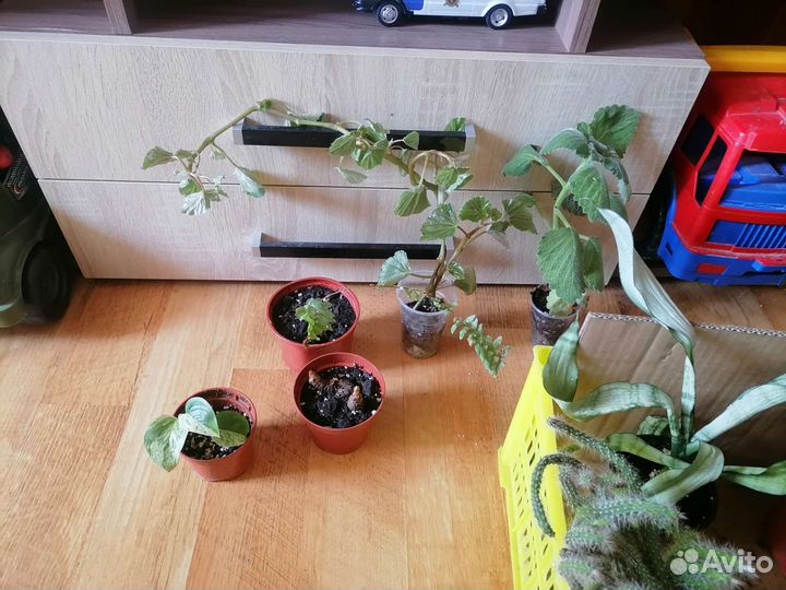 Комнатные цветы 2