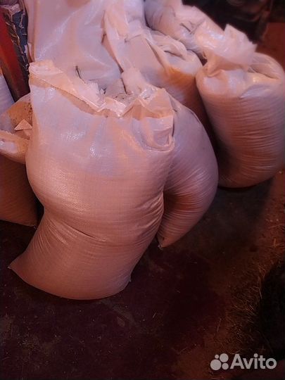 Зерно пшеница