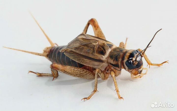 Сверчок домовый замороженный