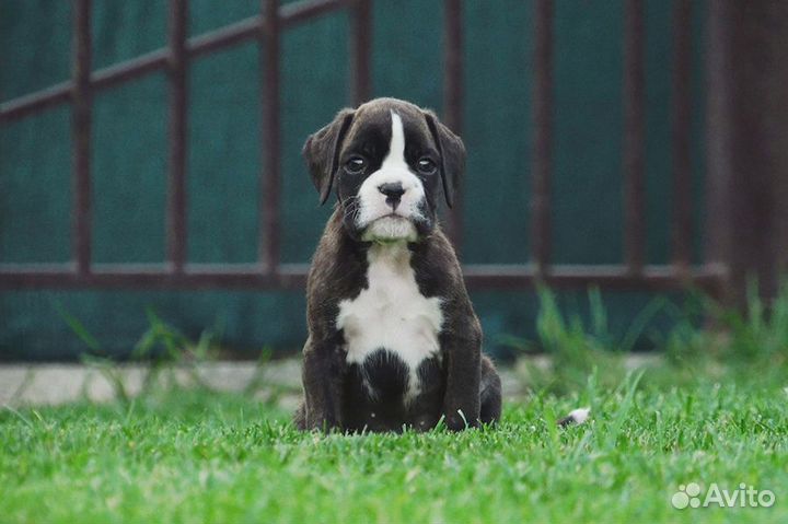 Щенок боксера Митяй