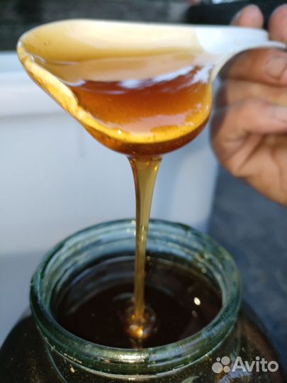 Мёд Алтайский - предгорье - 2023