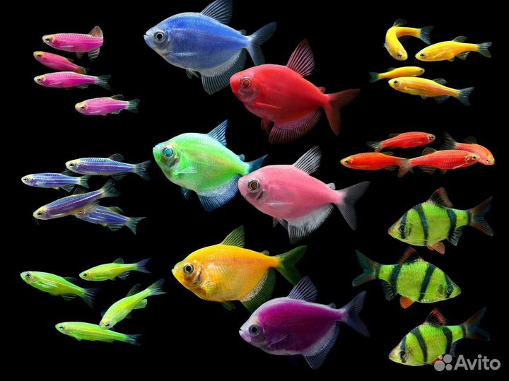 Тернеция, неоны, королевская тетра и др