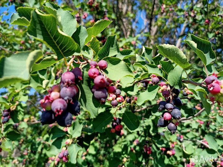 Ирга крупная, вкусная