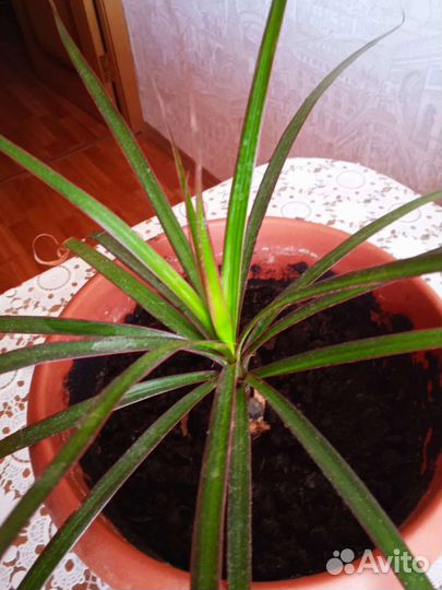 Пальма драцена