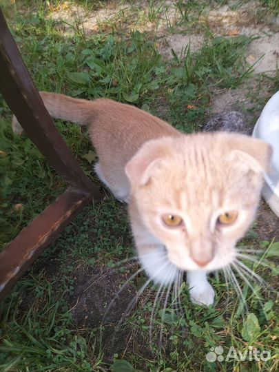 Котята на счастье