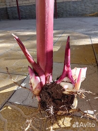 Клубни канны