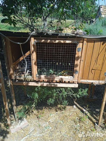 Клетка, крольчиха с крольчатами