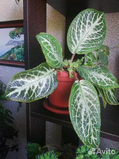 Комнатные цветы