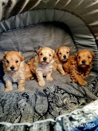 Мальтипу f1 mini