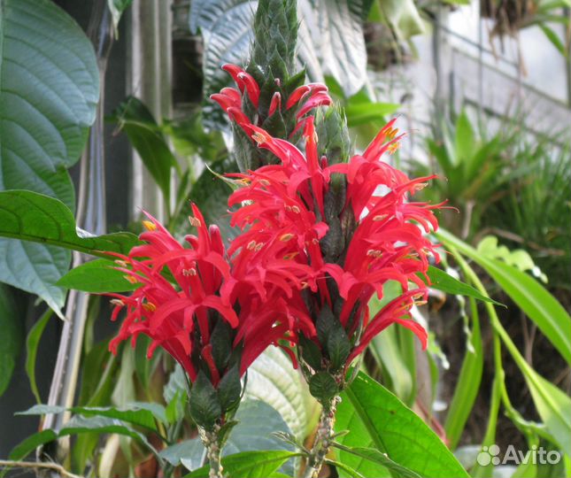Пахистахис красный - экзот тропический