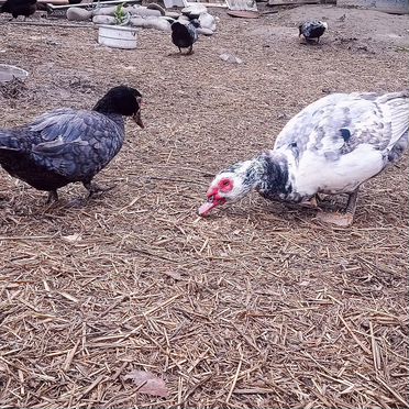 Индоутки тяжелой линии