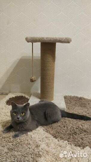 Когтеточка для кошек новая