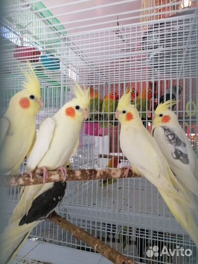 Попугай корелла ручной