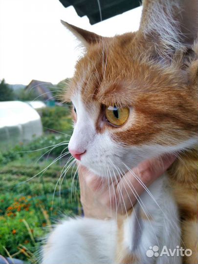 Кот в добрые руки