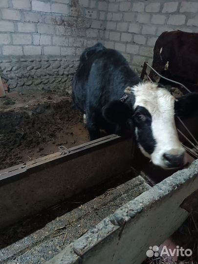 Бычки и Телки