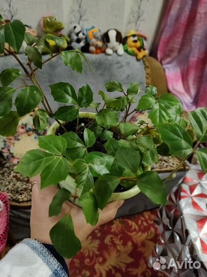 Комнатные цветы