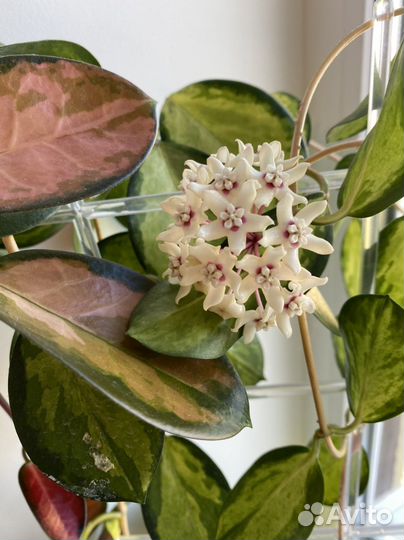 Хойя аустралис Лиза и Australis sunny side up