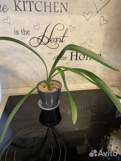 Комнатные цветы, разные