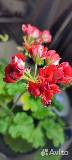 Пеларгония герань сортовая