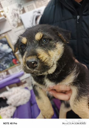 В добрые руки